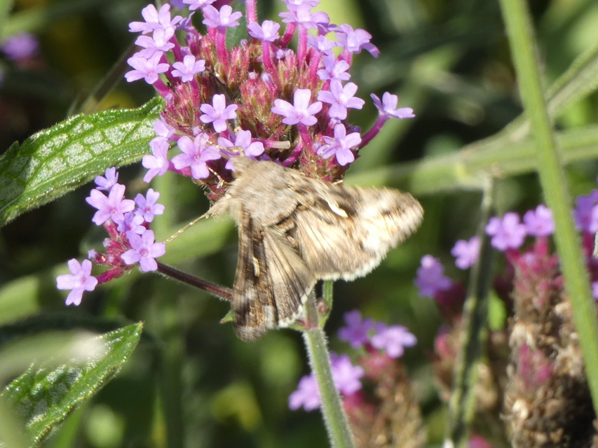 Autographa gamma - gammalepke