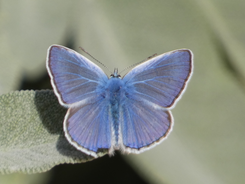 Polyommatus icarus - közönséges boglárka