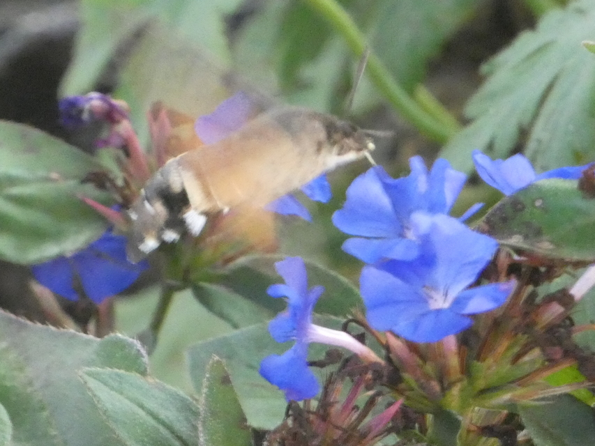 Macroglossum stellatarum - kacsafarkú szender
