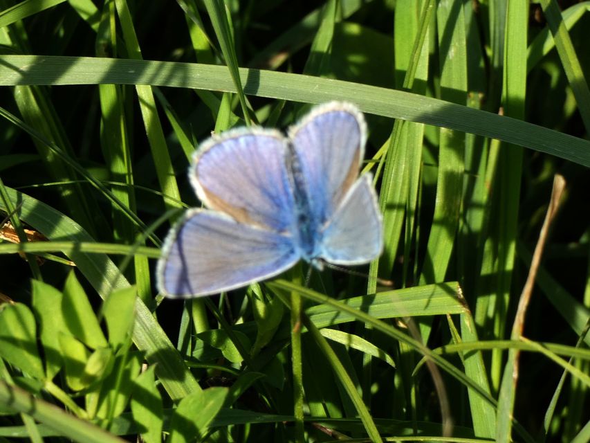 Polyommatus icarus - közönséges boglárka