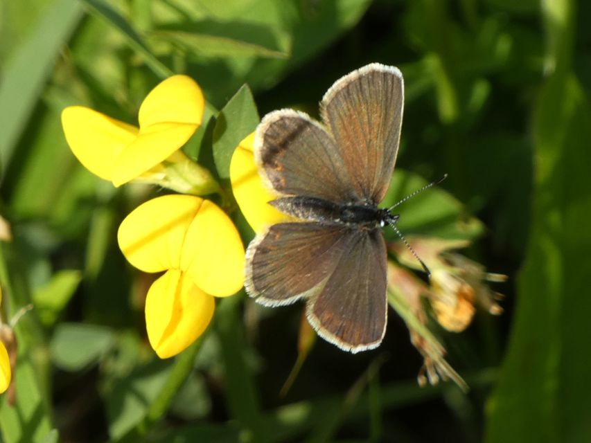 Plebejus argus - ezüstös boglárka