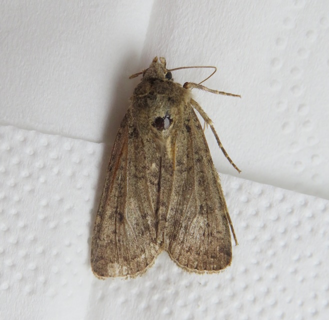 Rhyacia simulans - hamvas földibagoly