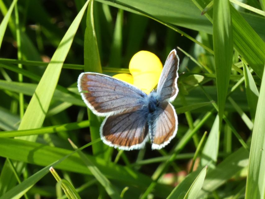 Plebejus argus - ezüstös boglárka