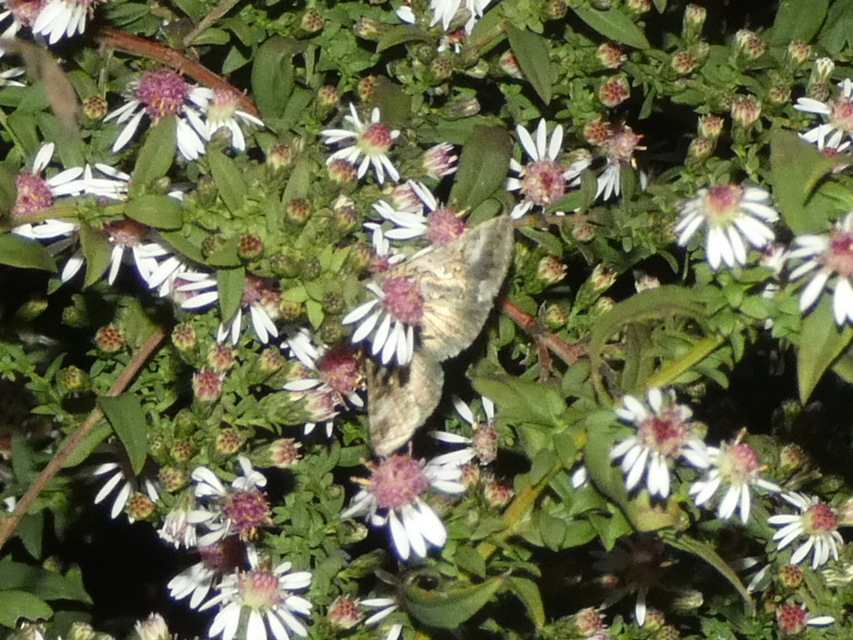 Autographa gamma - gammalepke