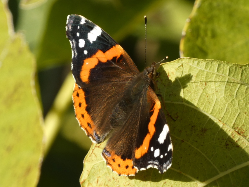 Vanessa atalanta - atalantalepke