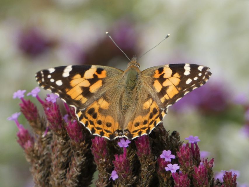 Vanessa cardui - bogáncslepke