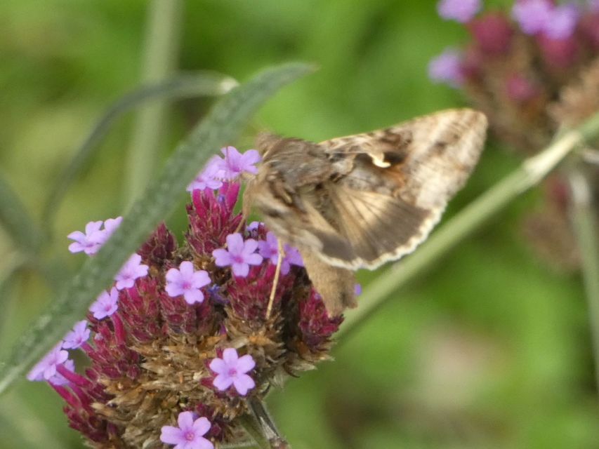 Autographa gamma - gammalepke