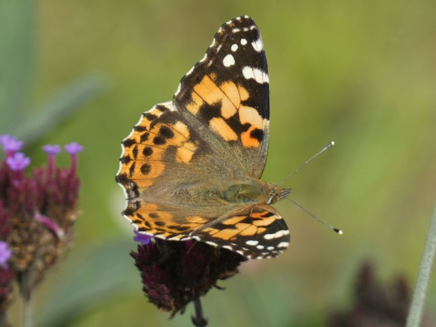 Vanessa cardui - bogáncslepke