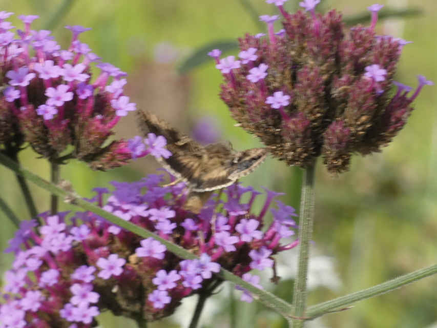 Autographa gamma - gammalepke