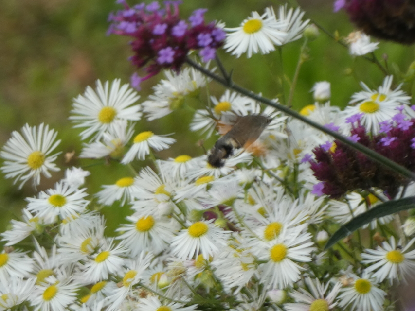 Macroglossum stellatarum - kacsafarkú szender