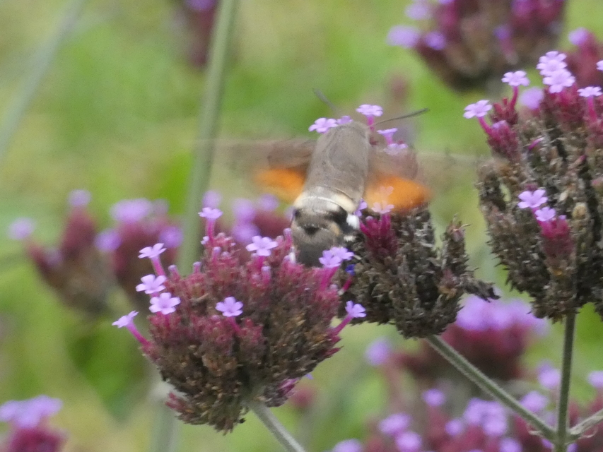Macroglossum stellatarum - kacsafarkú szender