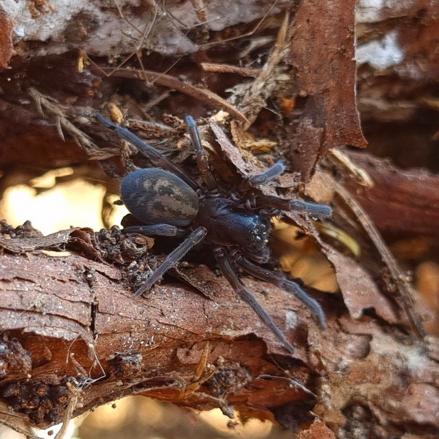 Amaurobius ferox - nagy eretnekpók