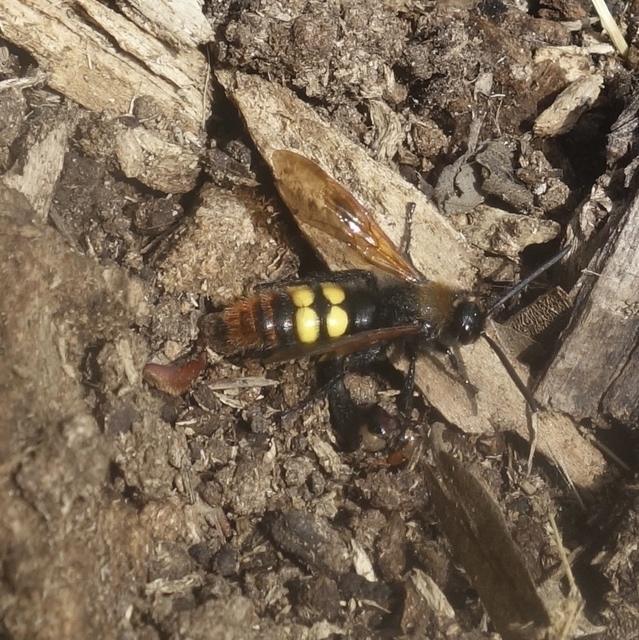 Megascolia maculata - óriás-tőrösdarázs