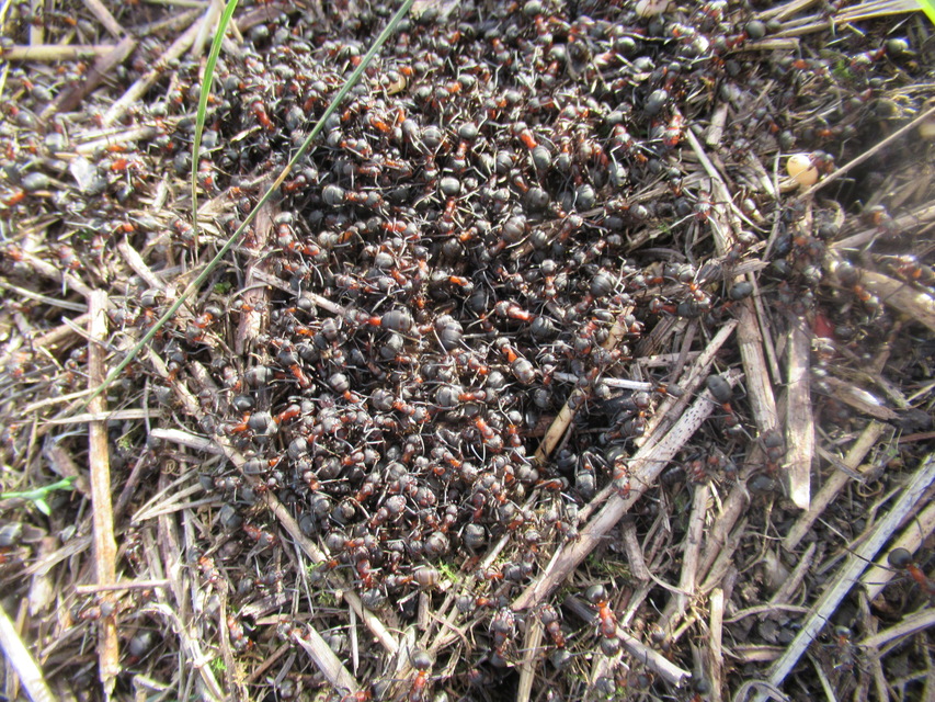 Formica pratensis - réti vöröshangya