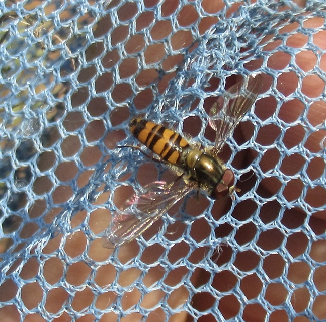 Episyrphus balteatus - ékfoltos zengőlégy