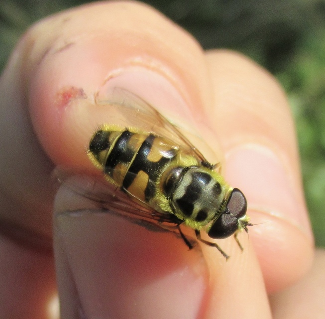 Myathropa florea - halálfejes odúlégy