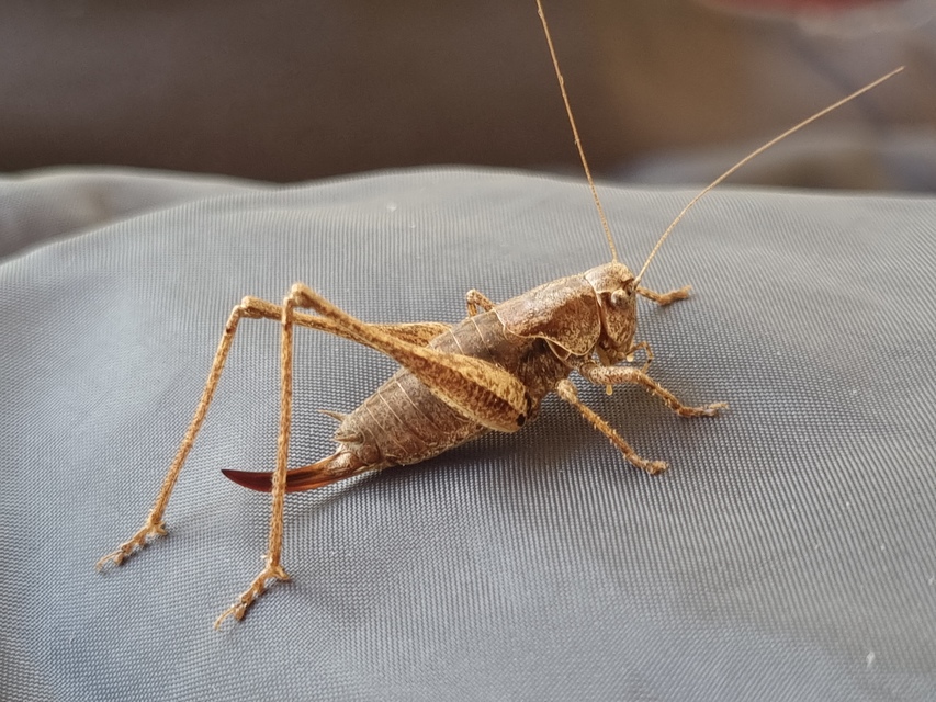 Pholidoptera griseoaptera - szürke avarszöcske