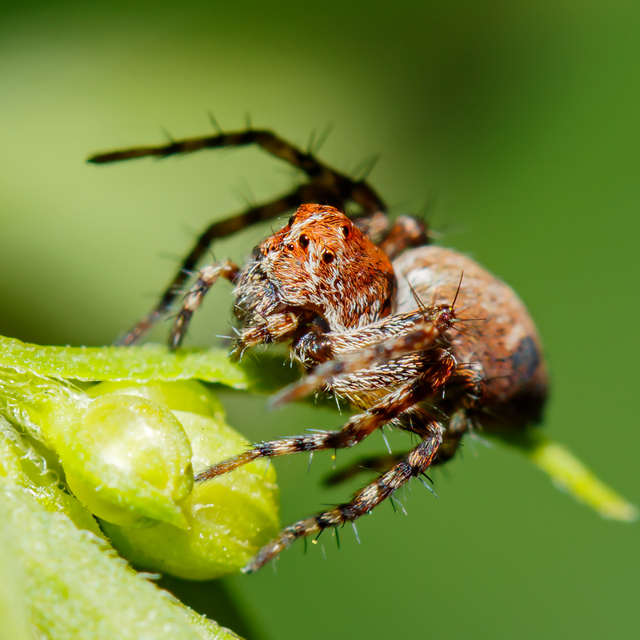Oxyopes ramosus