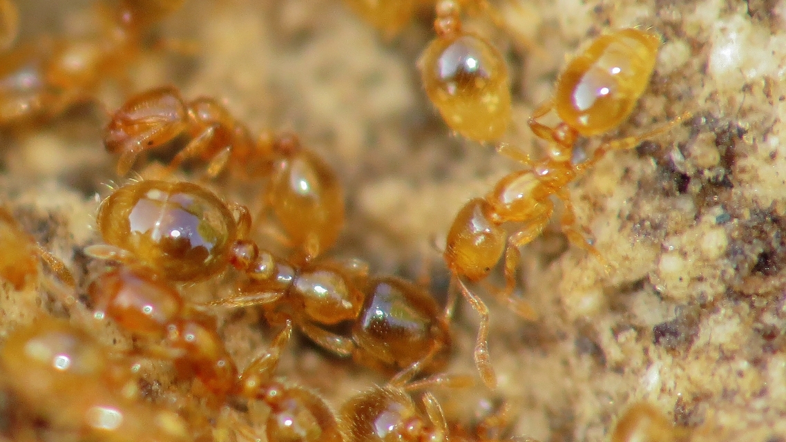 Solenopsis fugax - tolvajhangya