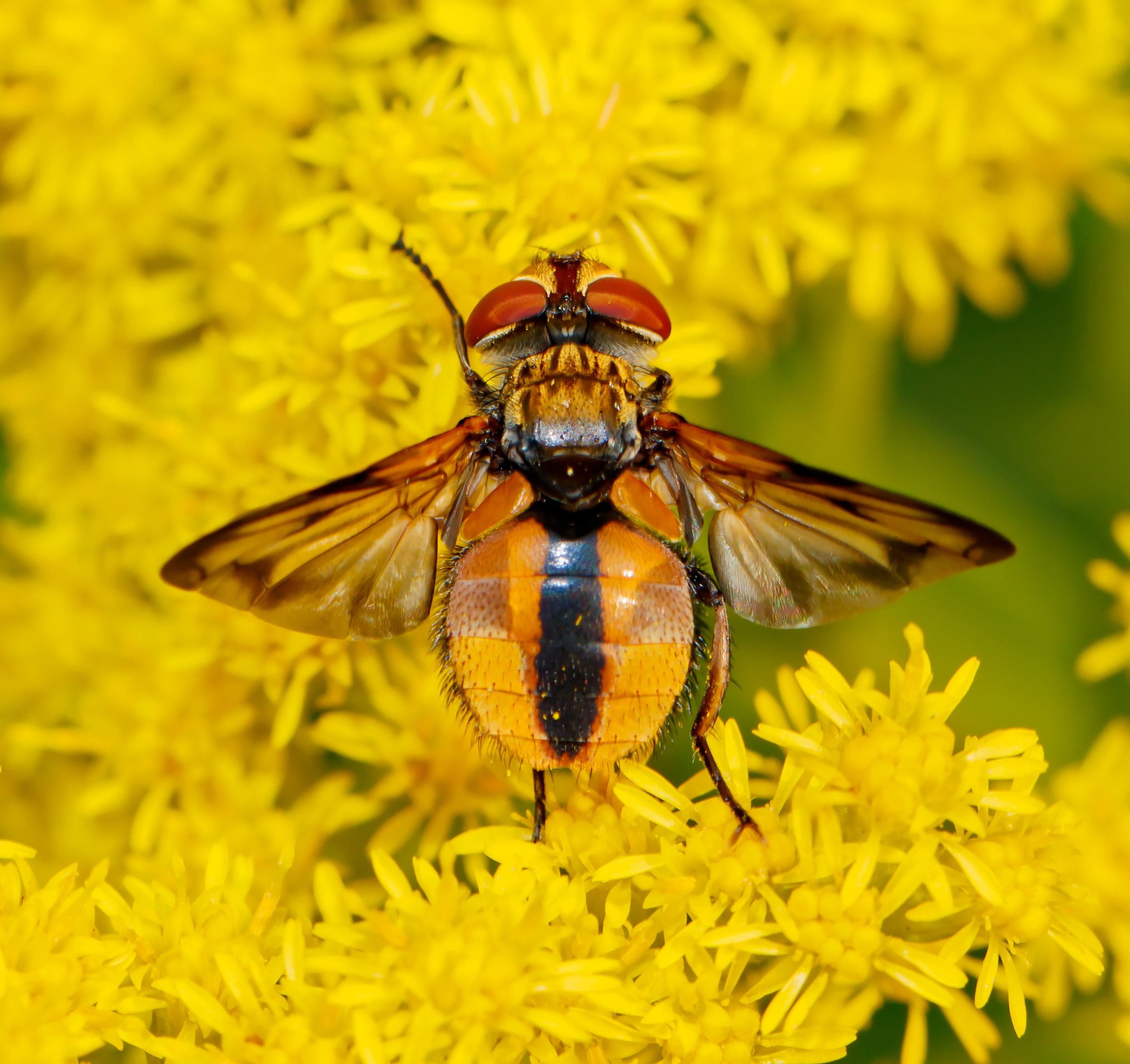 Ectophasia crassipennis - szélespotrohú poloskafürkész