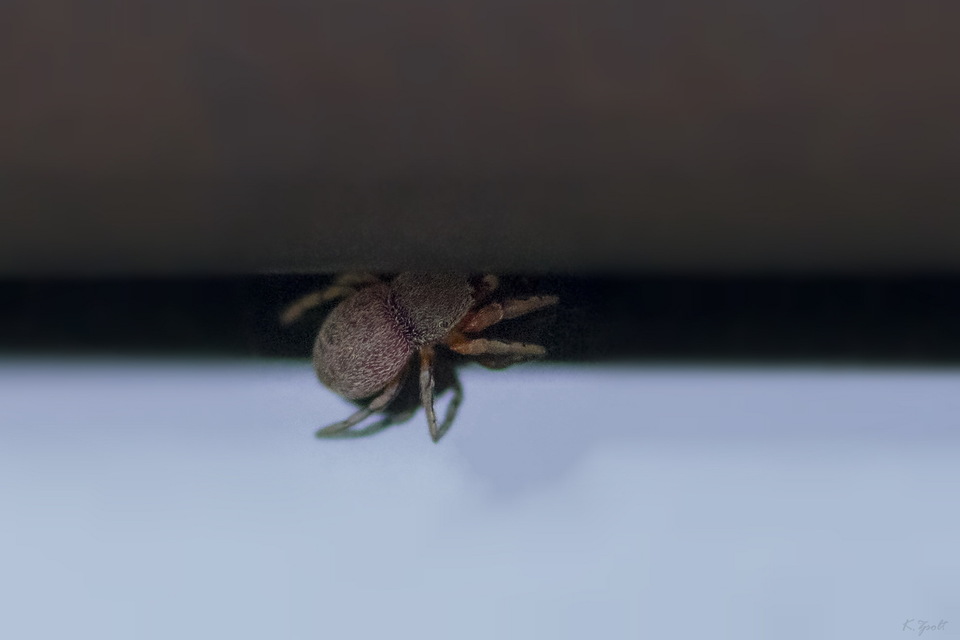 Ballus rufipes