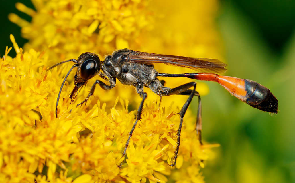 Ammophila