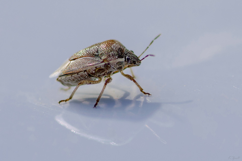 Eysarcoris Eysarcoris