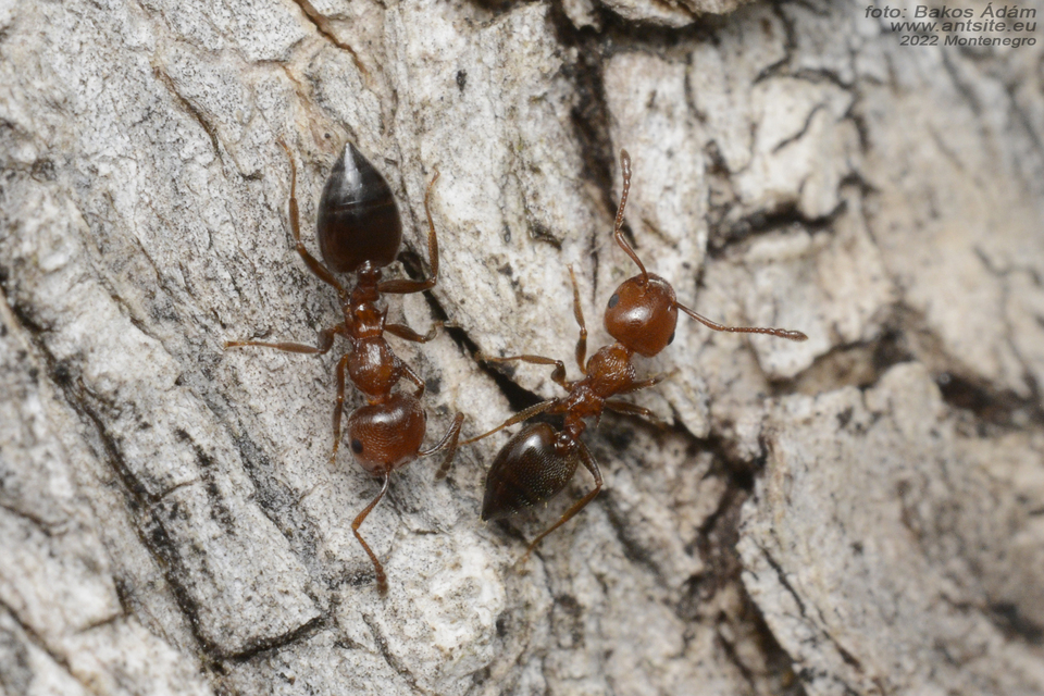 Crematogaster schmidti - vörös szívhangya