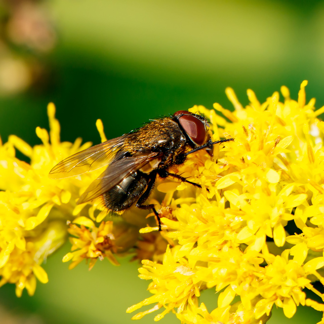 Pollenia