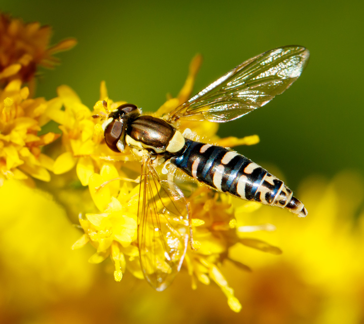 Sphaerophoria