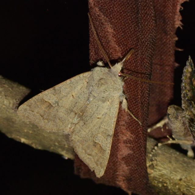 Ammoconia caecimacula - szürke őszibagoly