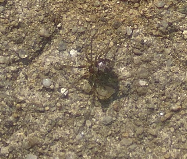 Steatoda triangulosa - háromszöges faggyúpók