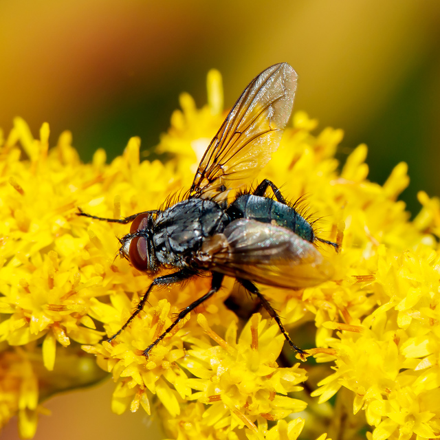 Calliphoridae - dongólegyek