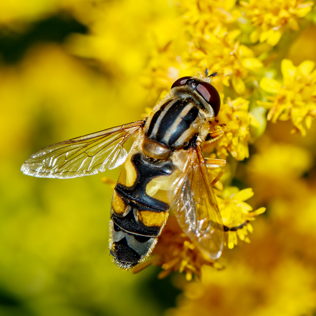 Helophilus trivittatus - nagy mocsárilégy