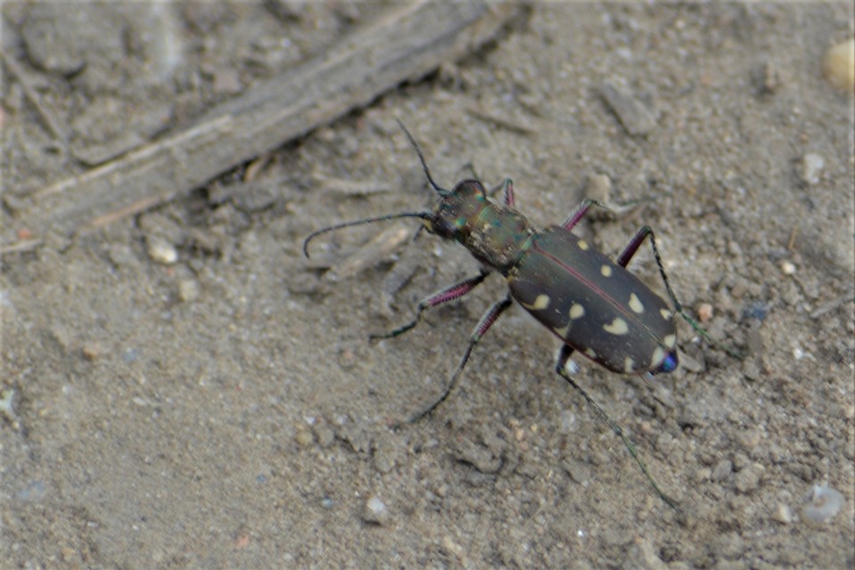 Calomera littoralis nemoralis - sziki homokfutrinka