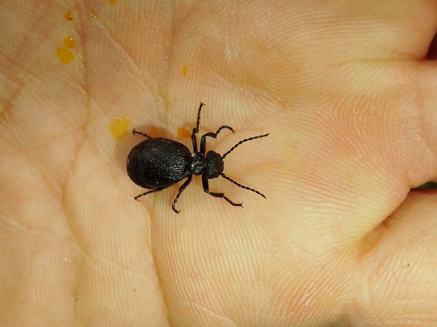 Meloe rugosus - ráncos nünüke