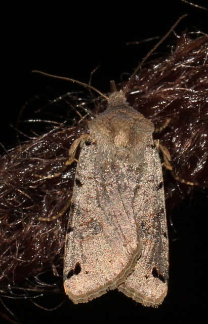 Anchoscelis litura - tarka őszibagoly