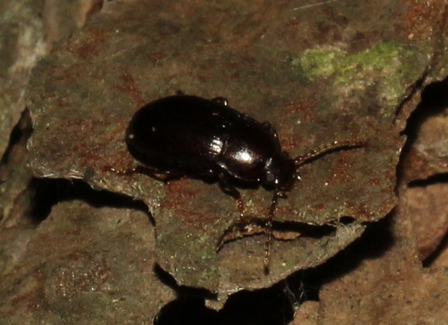 Nalassus dermestoides - rövidszárnyú gyászbogár
