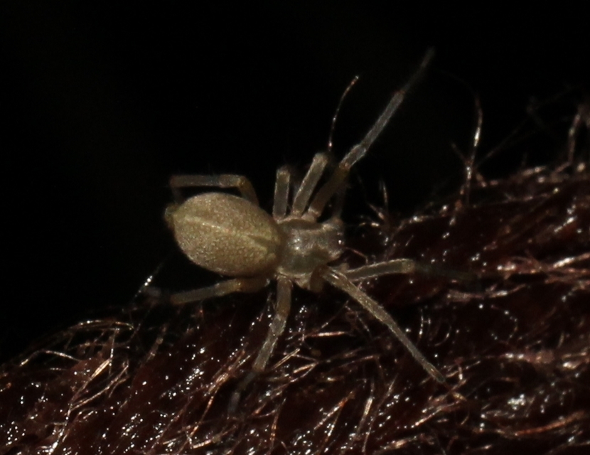 Cheiracanthium