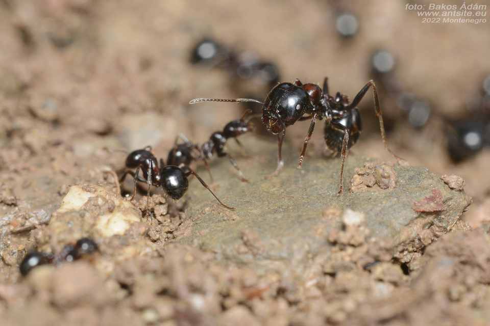 Messor wasmanni
