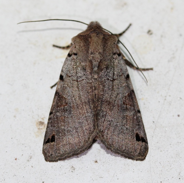 Anchoscelis litura - tarka őszibagoly