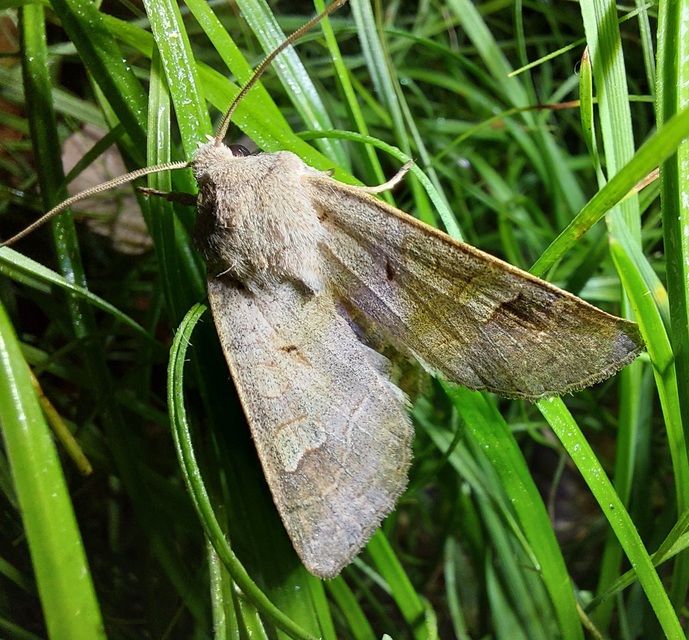 Ammoconia caecimacula - szürke őszibagoly