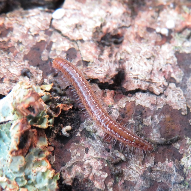 Diplopoda - Ikerszelvényesek Diplopoda - Ikerszelvényesek