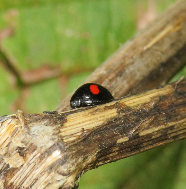 Chilocorus renipustulatus - vesefoltos szerecsenkata