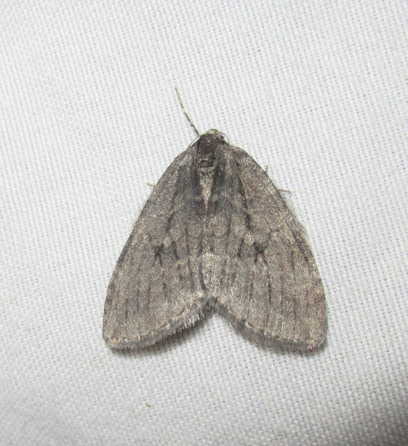 Epirrita christyi/dilutata