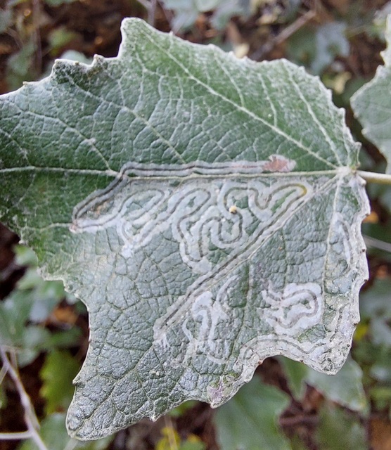 Phyllocnistis xenia - kígyóaknás fehérnyármoly