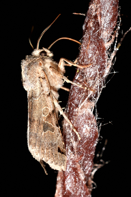 Anchoscelis litura - tarka őszibagoly