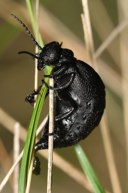 Meloe rugosus - ráncos nünüke