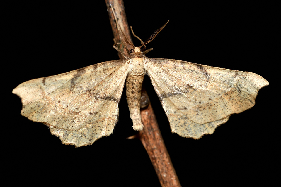 Artiora evonymaria - kecskerágó-araszoló