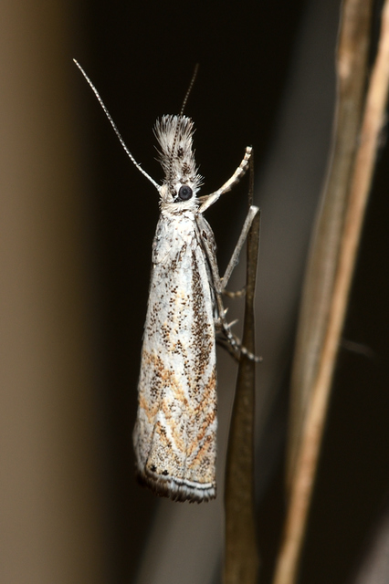 Platytes cerussella - törpe fűgyökérmoly